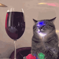 International Cat Day Feline With Glass Of Wine GIF