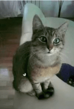 International Cat Day Feline With Party Filter GIF