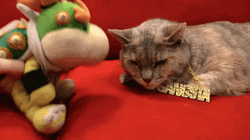International Cat Day Puppet Kissing Sleeping Feline GIF