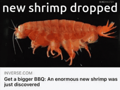 Inverse Article About New Shrimp GIF