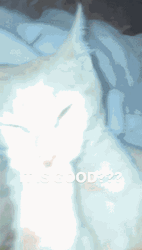 Is It Good Cat Licking Its Own Hands GIF