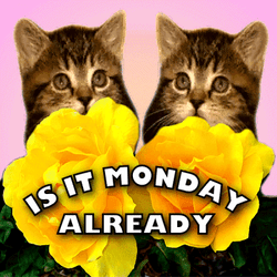 Is It Monday Monday Already GIF