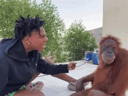 Ishowspeed Meet Up Orangutan GIF