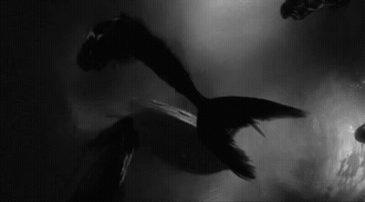 It Is A Black And White Photo Of A Mermaid Swimming In The Water . GIF