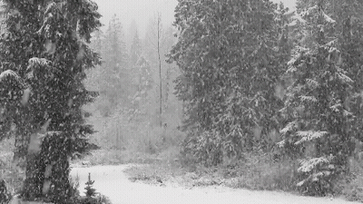 It Is A Black And White Photo Of A Snowy Forest . GIF