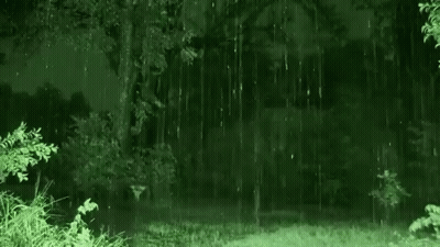 It Is Raining In The Woods At Night With Trees In The Background GIF