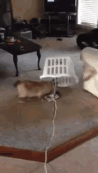 It's A Cat Trap Improvised GIF