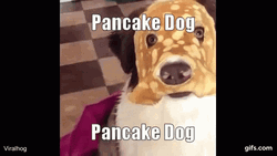 It's A Pancake Dog GIF