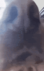 It's A Sniff Test GIF