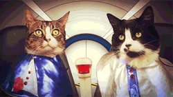 It's Beautiful Two Cats GIF