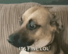 It's Fine Lol Dog Awkward GIF