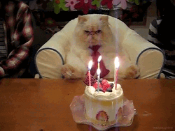 cats birthday mexican sombrero cake emotions hate angry gif gifs - Find and  share funny GIFs on GIFsme