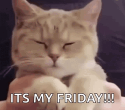 It's My Friday Cat  GIF