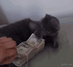 It's My Money And I Want It Now Black Cat GIF