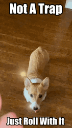 It's Not A Trap Just Roll Dog GIF
