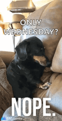 It's Only Wednesday Dog Falling Out GIF