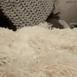 It's So Fluffy Dog And Carpet GIF