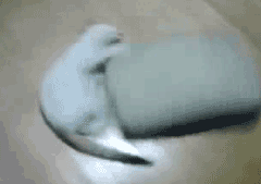 It's So Fluffy Playful Cat GIF