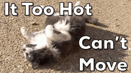 It's Too Hot Dog Can't Move GIF
