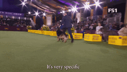 It's Very Specific To The German Shepherd GIF