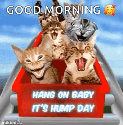 It's Wednesday Good Morning Stay Happy GIF