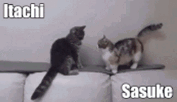Itachi Vs Sasuke Cat Fight GIF
