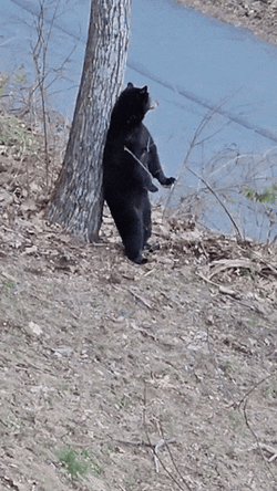 Itchy Black Bear Back Scratch GIF