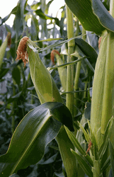 Its Corn Ear Stalk Shaky Shot GIF
