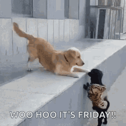 Its Friday Dog Folks