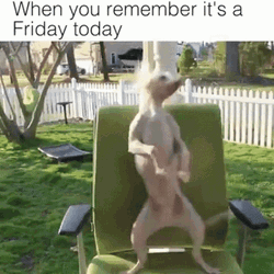 Its Friday Meme Today GIF