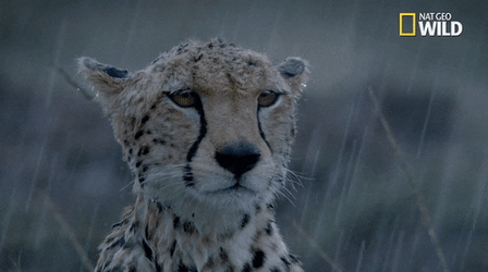 Its Gonna Rain Cheetah GIF