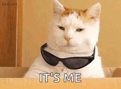 Its Me Hi Cool Cat GIF