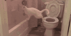 Its Poop Again Cat Falling GIF