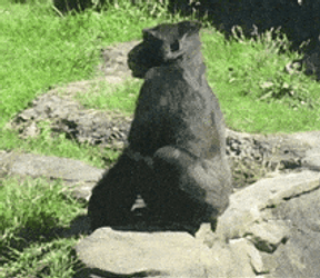 Its Poop Again Gorilla Pooping GIF