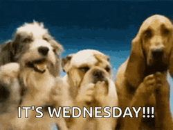 Its Wednesday Clapping Awesome GIF