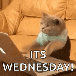 Its Wednesday Fortnite Cat Do Not Disturb Me GIF