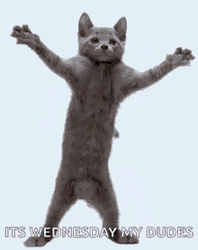 Its Wednesday My Dudes Dancing Cat Animation GIF
