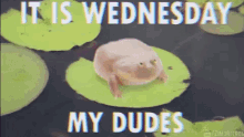 Its Wednesday My Dudes Dancing Frog Animation GIF