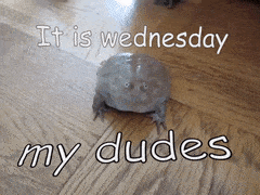 Its Wednesday My Dudes Frog GIF