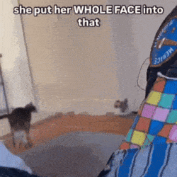 Ittybittytoasty Cat GIF