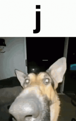 J The Doggo GIF