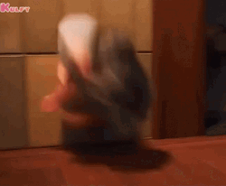 Jack Jack Kicking Raccoon GIF
