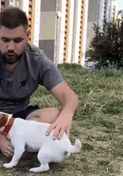 Jack Russell Terrier Back Flip GIF