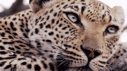 Jaguar Blinking Eyes GIF