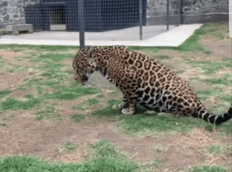 Jaguar Lying Down GIF