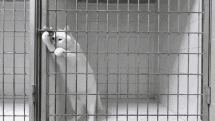 Jail Locked Up GIF