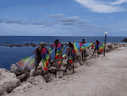 Jamaica Butterfly Wings GIF