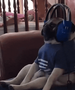 Jamming To Music Happy Dog Day GIF