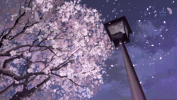 Japan Blossom Scene GIF