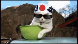 Japan Cat Yawn Like Boss GIF